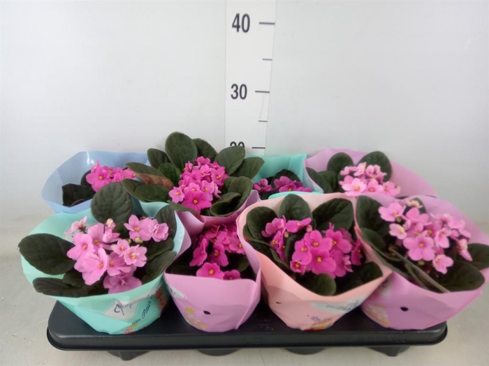 <h4>Saintpaulia   ...</h4>