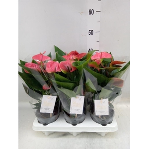 Anthurium andr. 'Sweet Dream'