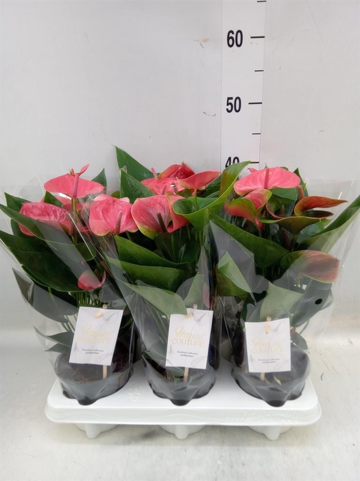 <h4>Anthurium andr. 'Sweet Dream'</h4>