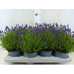 Lavandula angus. 'Essence Pure'
