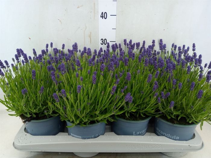 <h4>Lavandula angus. 'Essence Pure'</h4>
