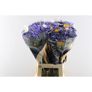 Agap Atlantic Ocean(blw) L 70