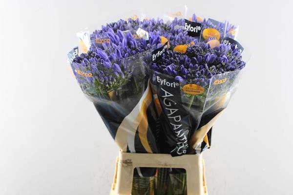 <h4>Agap Atlantic Ocean(blw) L 70</h4>