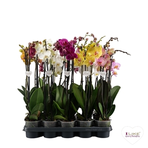 Phalaenopsis donkere mix - 3 tak 60cm
