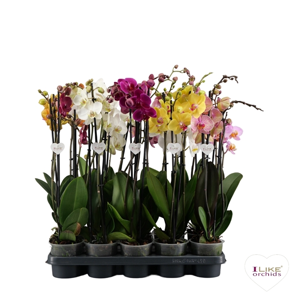 <h4>Phalaenopsis donkere mix - 3 tak 60cm</h4>