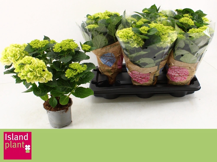 <h4>HYDR M WUDU</h4>