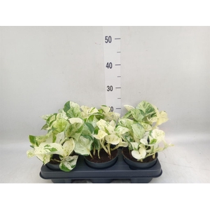 Epipremnum pinn. 'Happy Leaf'