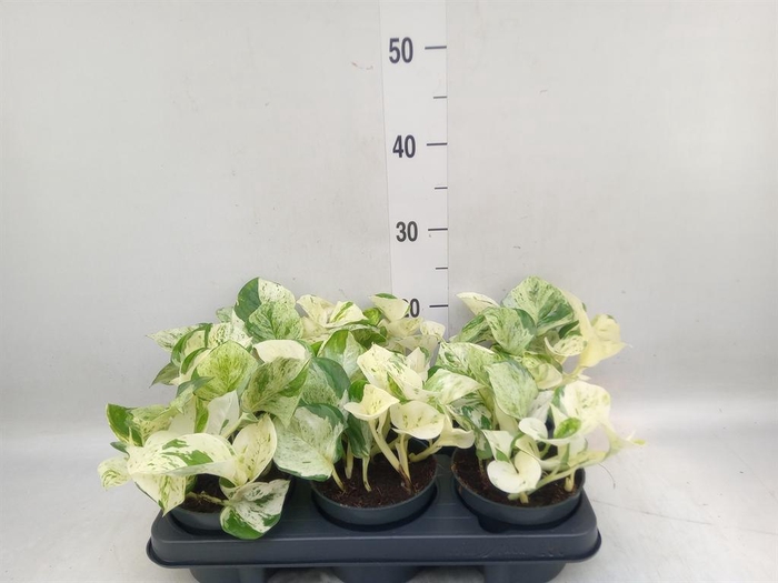 <h4>Epipremnum pinn. 'Happy Leaf'</h4>