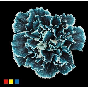 Dianthus St Navy Blue