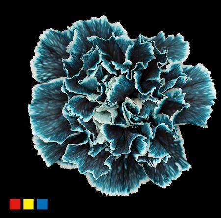 Dianthus St Navy Blue