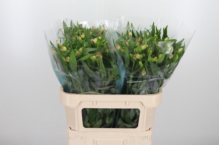 <h4>Alstroemeria Layla 95 Gram</h4>