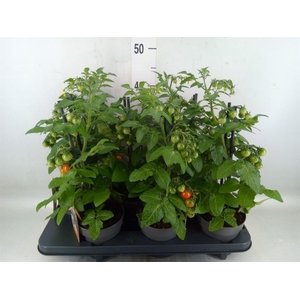 Solanum lycopersicum   ...