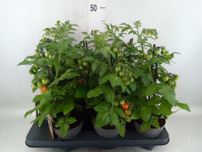 <h4>Solanum lycopersicum   ...</h4>