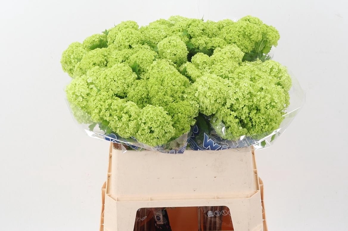 <h4>Viburnum Roseum St</h4>