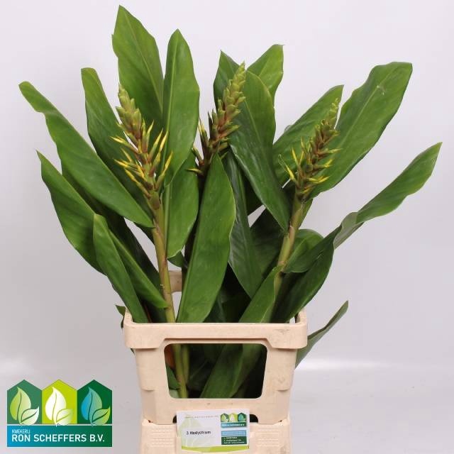 <h4>HEDYCHIUM GARDNERIAN</h4>
