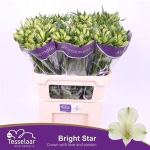 Alstr Bright Star