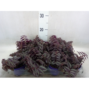 Tradescantia   ...