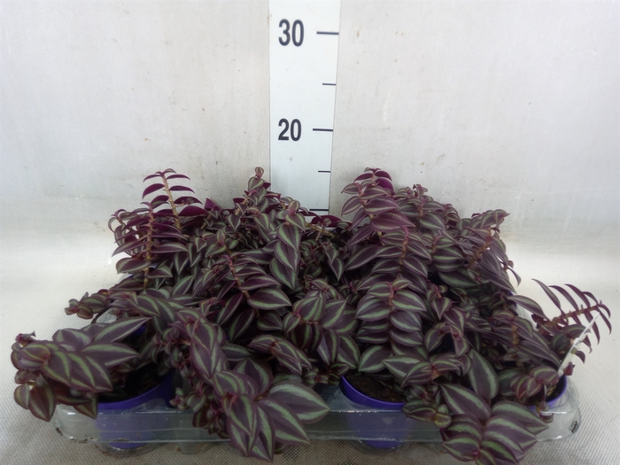 <h4>Tradescantia   ...</h4>