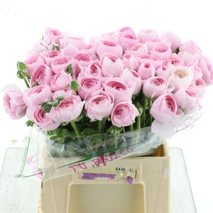 Ran Su Sr Rosa 121 Extra