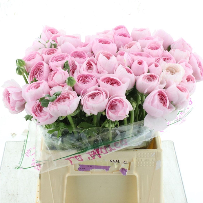 <h4>Ran Su Sr Rosa 121 Extra</h4>