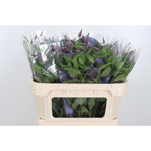 Clem Di Bl Pirouette