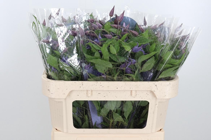 <h4>Clem Di Bl Pirouette</h4>