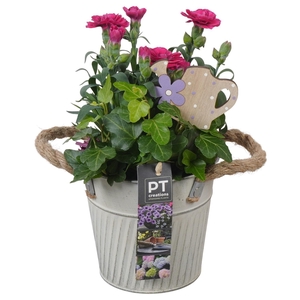 PTPP6889 Arrangement Patio in metalen pot
