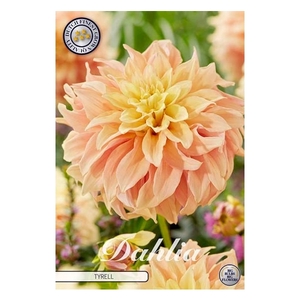 Dahlia Tyrell x1