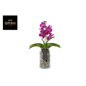 Vanda Cerise Xl Glas Bose