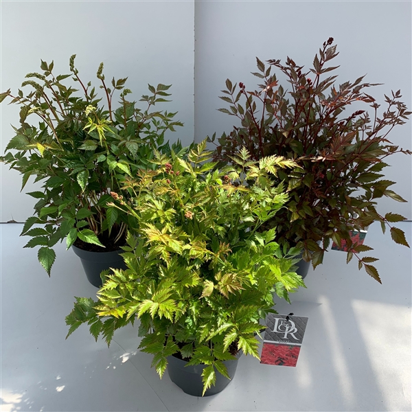 <h4>Astilbe mix</h4>