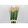 Nerine Bicolor Bionce