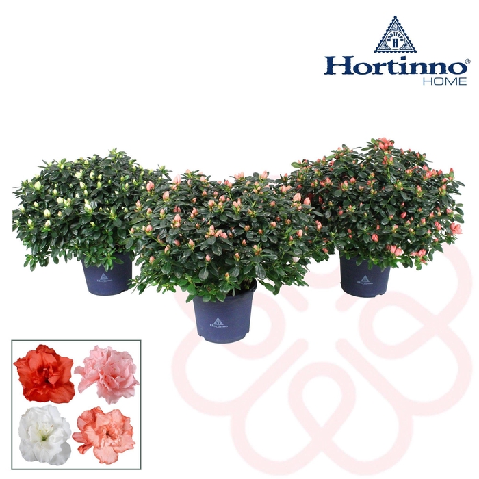 <h4>Hortinno® Home 'gemengd' 45 - 50 cm</h4>