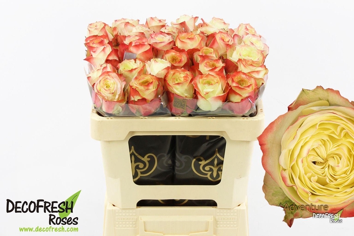 <h4>R Gr Adventure</h4>