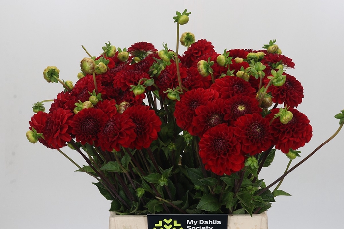 <h4>Dahlia Red Fox</h4>