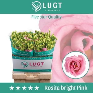 Lisianthus Rosita Bright Pink