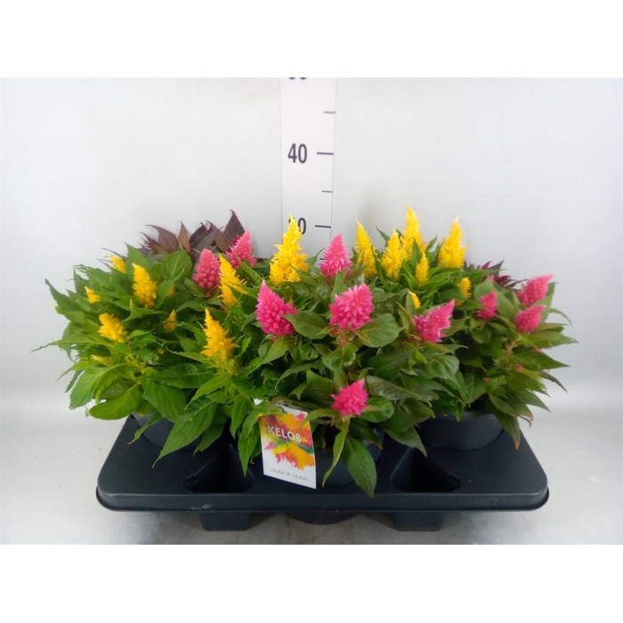 <h4>Celosia arg. PL 'Kelos Fire' .mix p</h4>