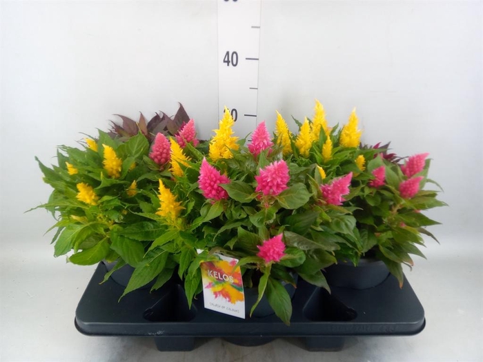 Celosia arg. PL 'Kelos Fire' .mix p