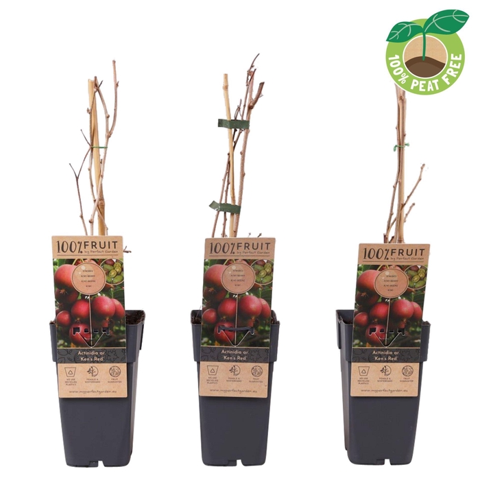 <h4>Actinidia arguta</h4>