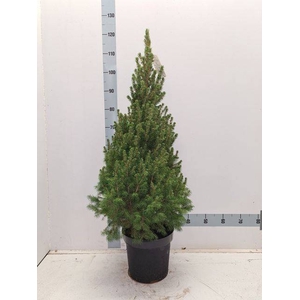 PICEA GL CONICA