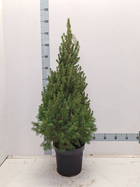 <h4>PICEA GL CONICA</h4>