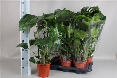 <h4>Monstera Deliciosa</h4>