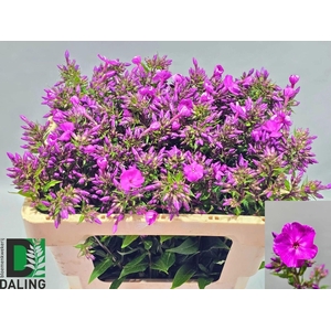 PHLOX GOGO PURPLE PHLOX P GOGO PURP