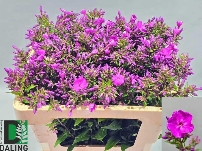 <h4>PHLOX GOGO PURPLE PHLOX P GOGO PURP</h4>