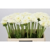 Dahlia White Love
