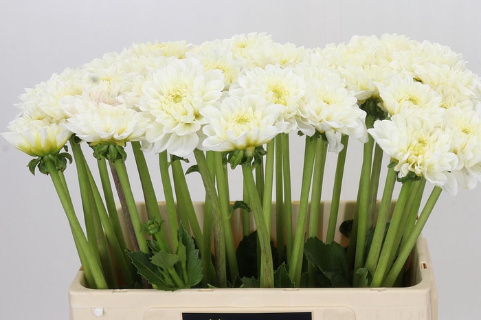 Dahlia White Love
