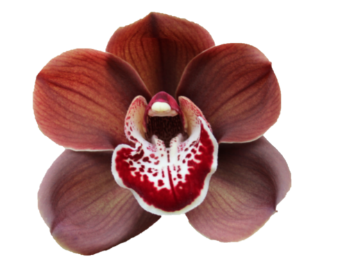 <h4>CYM T Vulcano</h4>