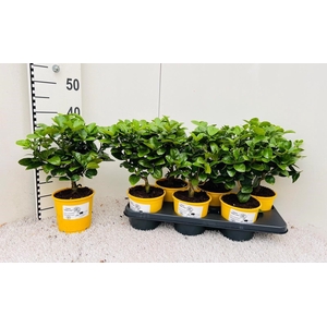 Citrus aurantiifolia Lime medi-stem