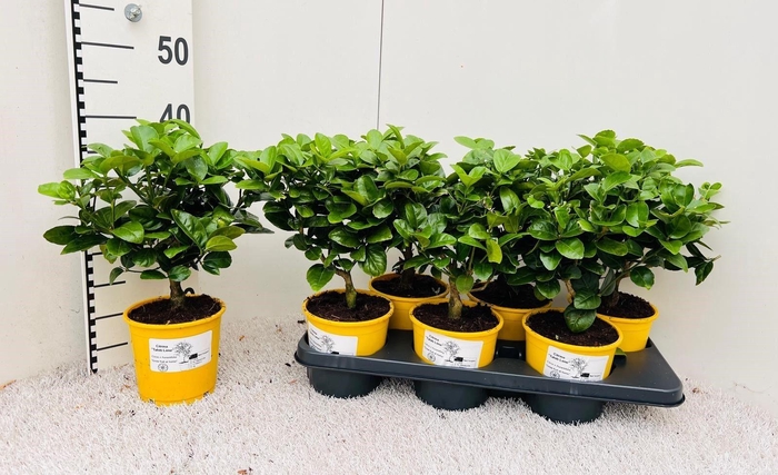 <h4>Citrus aurantiifolia Lime medi-stem</h4>