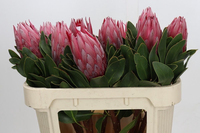 <h4>Protea Cynaroides Madiba</h4>