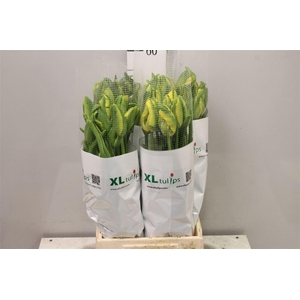 Tu Pa La Cour Parrot